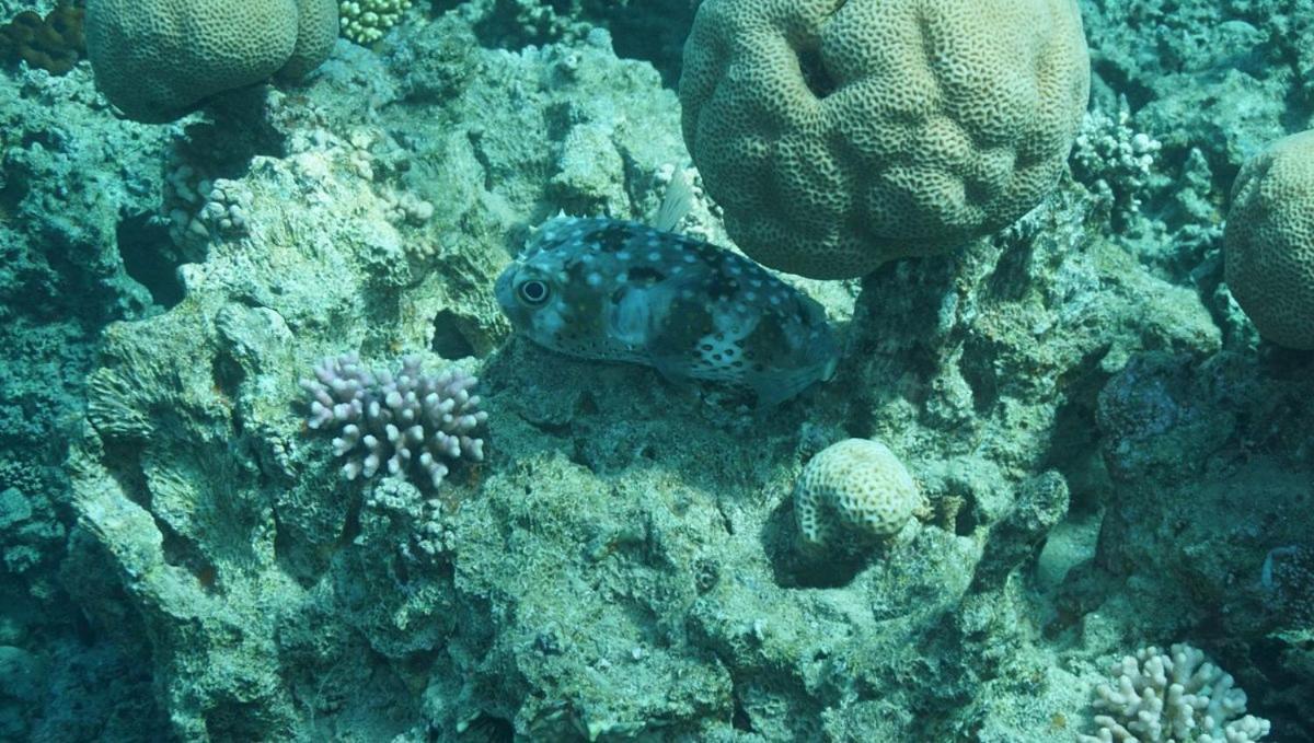 Bait Alaqaba Dive Center & Resort Eksteriør billede