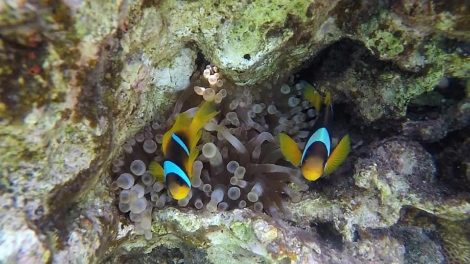 Bait Alaqaba Dive Center & Resort Eksteriør billede