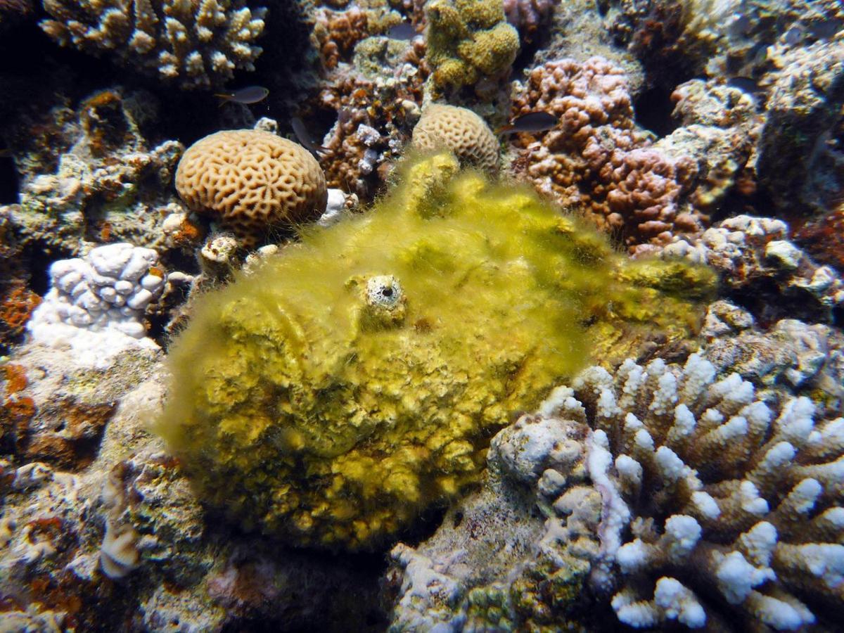 Bait Alaqaba Dive Center & Resort Eksteriør billede
